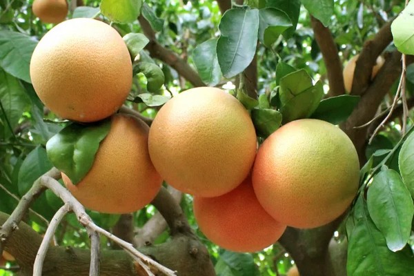 Taking a 'long shot' at HLB-tolerant grapefruit - Vimarsana News