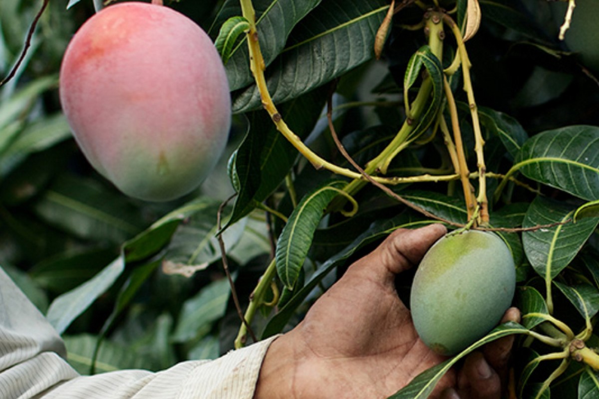 Mango board invites nominations for board member positions - Vimarsana News