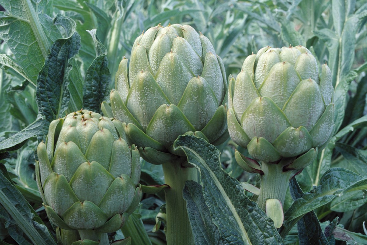 Frost-Kissed artichokes back for limited time - Vimarsana News