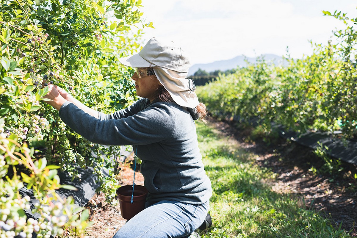 Chile to see extended end to 2023/24 blueberry season - Vimarsana News