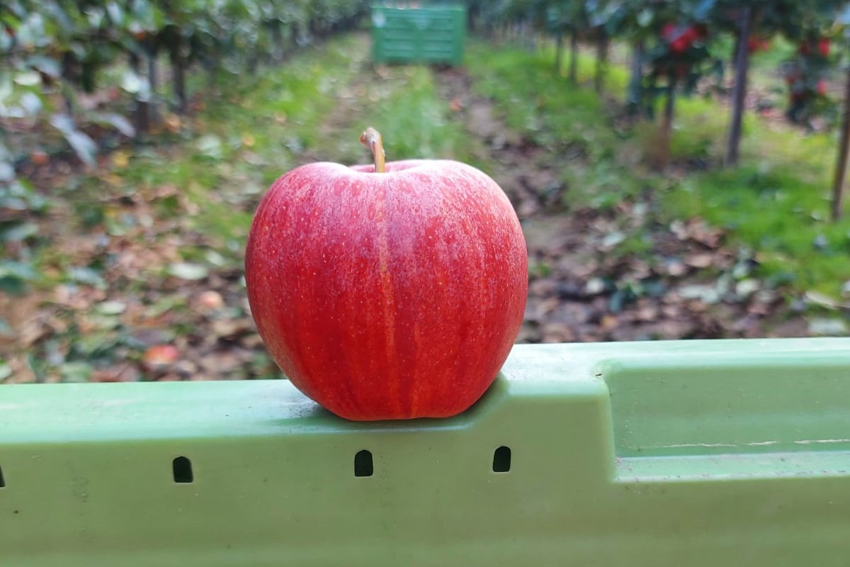 "It's nice to think that tourists from all over the world eat our apples there" - Vimarsana News
