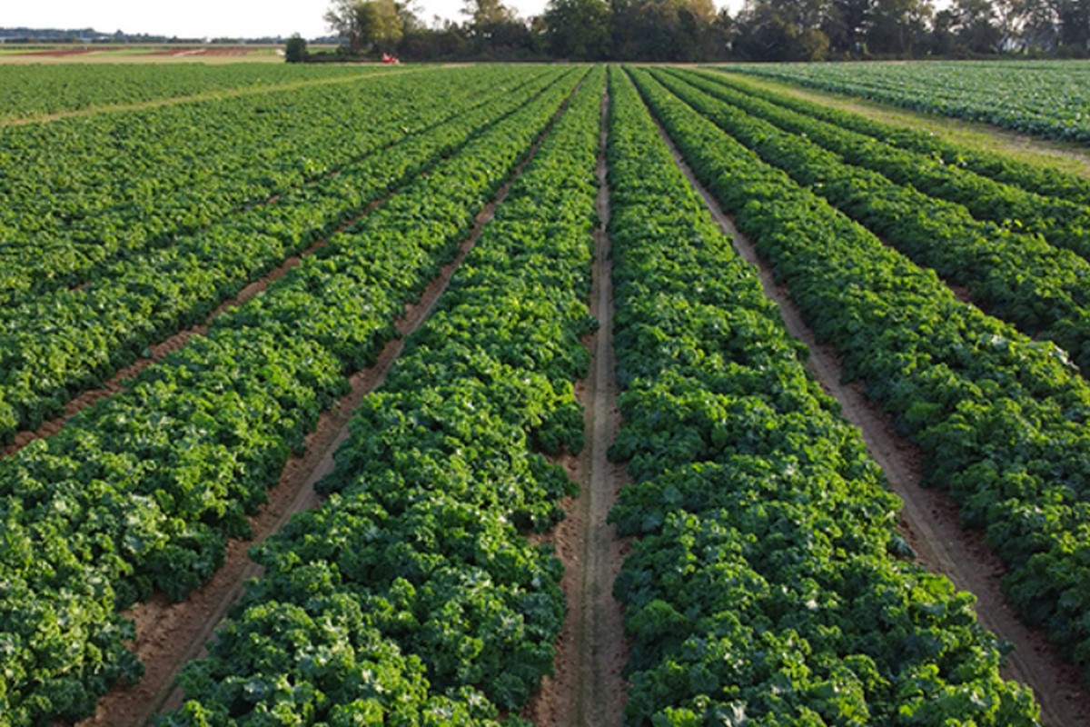 Cooler, rainier weather in Florida limits wet veg crop volumes - Vimarsana News