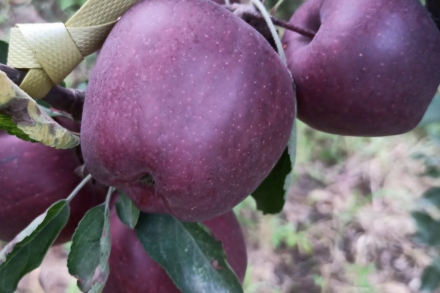 Himachal Pradesh seeks Italian assistance in addressing apple production dip - Vimarsana News