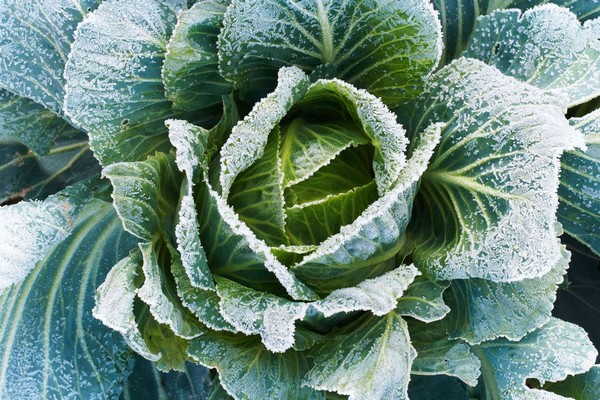 Sustainable frost protection tool from Canadian startup wins Green Pursuit award - Vimarsana News