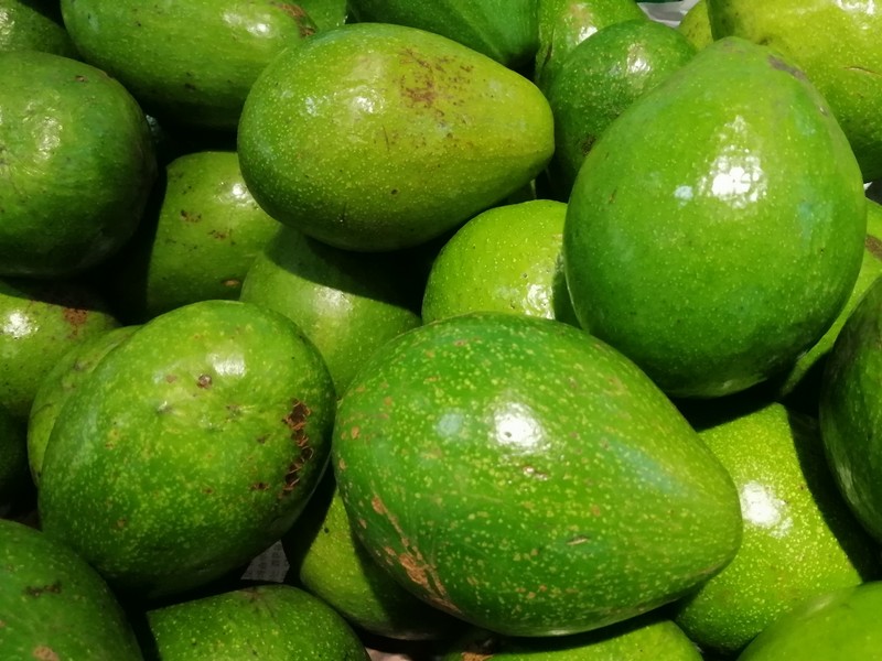 South African avocado farmers eagerly anticipate first exports to Japan - Vimarsana News