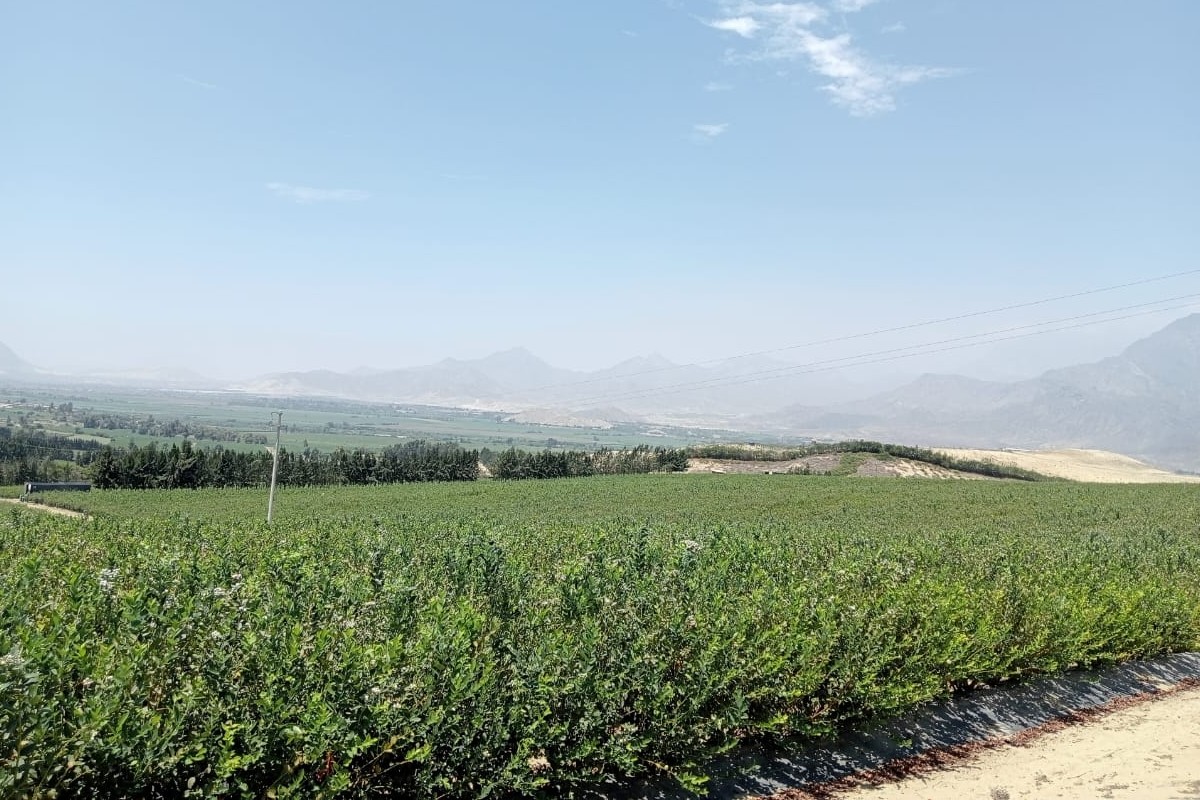 How can Peru's avocados and blueberries survive El Niño effects? - Vimarsana News