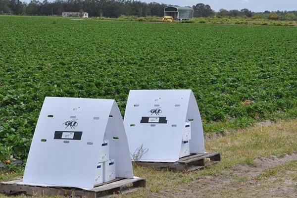 Bee Vectoring Technologies announces South African trials with major multi-national agribusiness - Vimarsana News