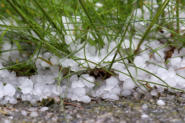 Hail storm inflicts $6 million damage on Canterbury farmers - Vimarsana News