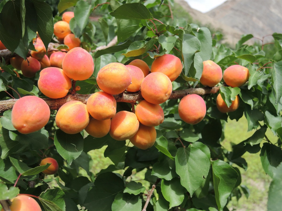 Ladakh's apricot farmers express concern over unusual dry winter - Vimarsana News