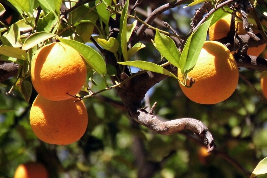 $5 million grant awarded to help farmers enhance pollinator habitat in citrus groves - Vimarsana News