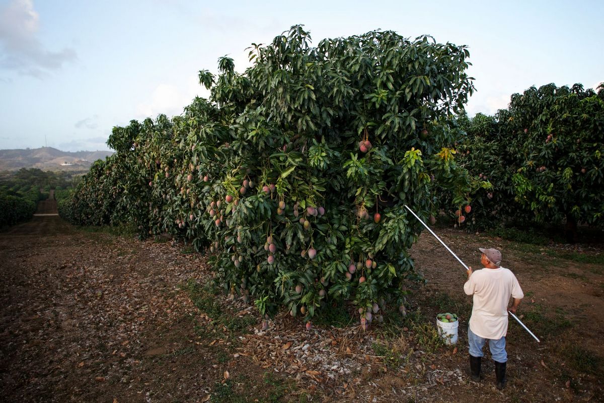 "We're at the peak of the mango crisis" - Vimarsana News