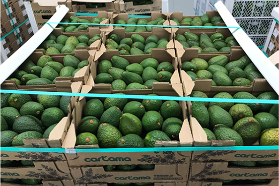 "Colombian avocado season will be finishing this February earlier than expected" - Vimarsana News