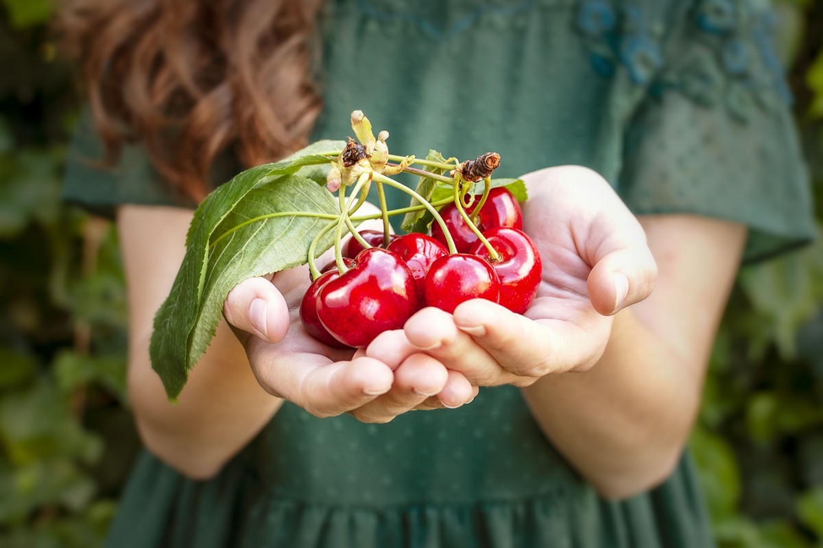Quite a challenging cherry season in Washington State - Vimarsana News