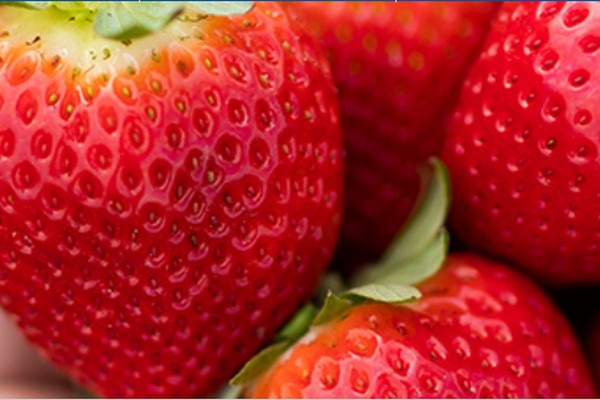 Peak strawberry season means more Florida-grown, flavorful fruit at the market - Vimarsana News