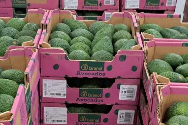 "European Hass market very good with high prices expected until season ends" - Vimarsana News