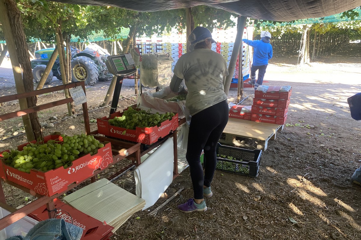 Delayed start on Chilean grapes - Vimarsana News