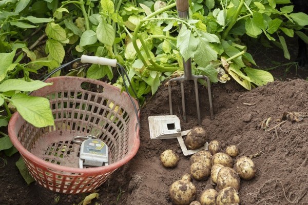 "Scottish seed potatoes are exported to 28 countries" - Vimarsana News