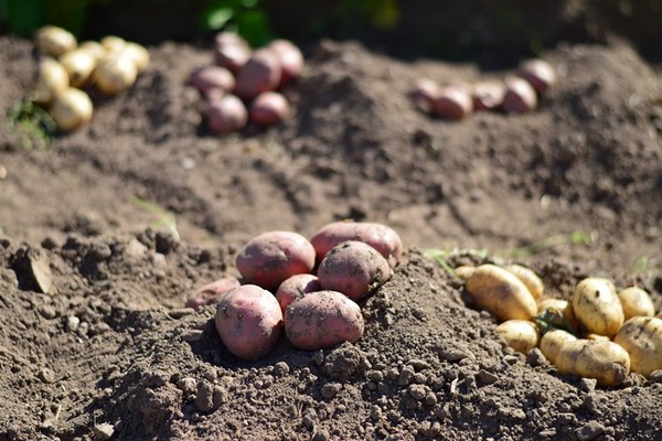 25th annual conference of the SAC Association of Potato Producers to take place on 24 January 2024 - Vimarsana News
