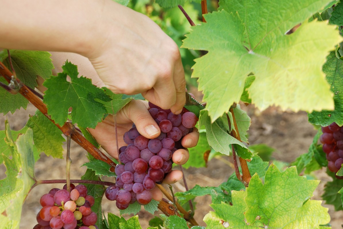 South Africa sees 10% lower table grape exports up to week two - Vimarsana News
