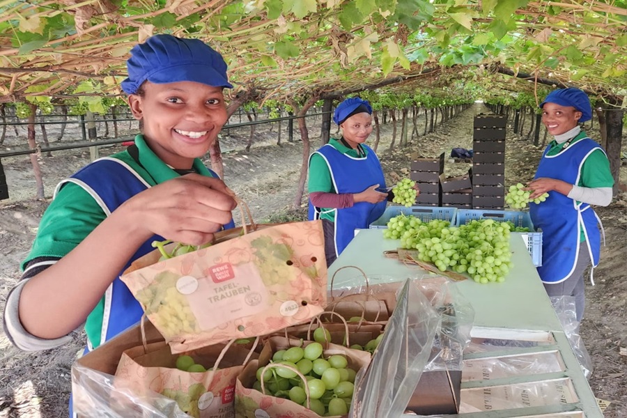 In2fruit Berg River grape farm set up to innovate - Vimarsana News