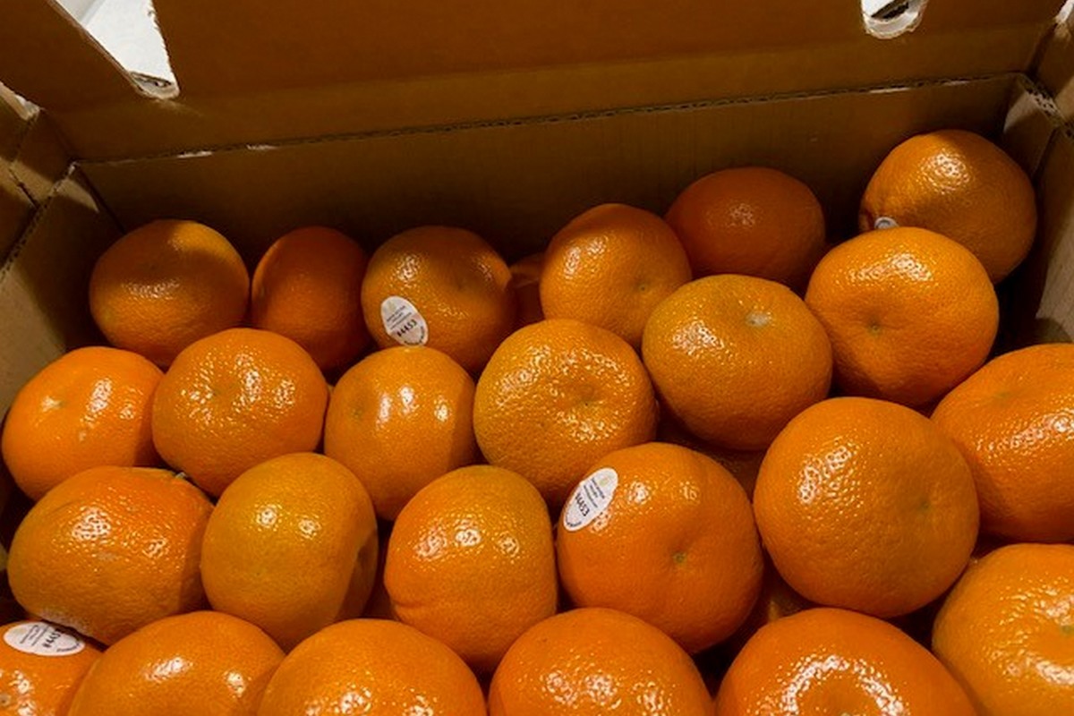Stronger second half of Moroccan mandarin season anticipated