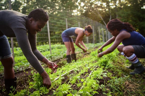 New York farm owners and workers grapple with new overtime threshold rules - Vimarsana News