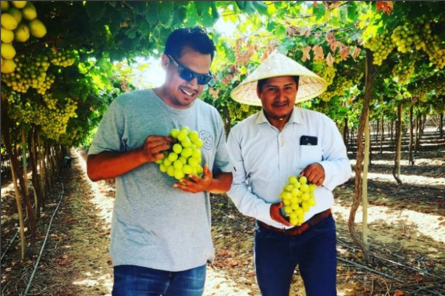 "Regrettably, 2023 was a particularly challenging year for our Peruvian table grape production" - Vimarsana News