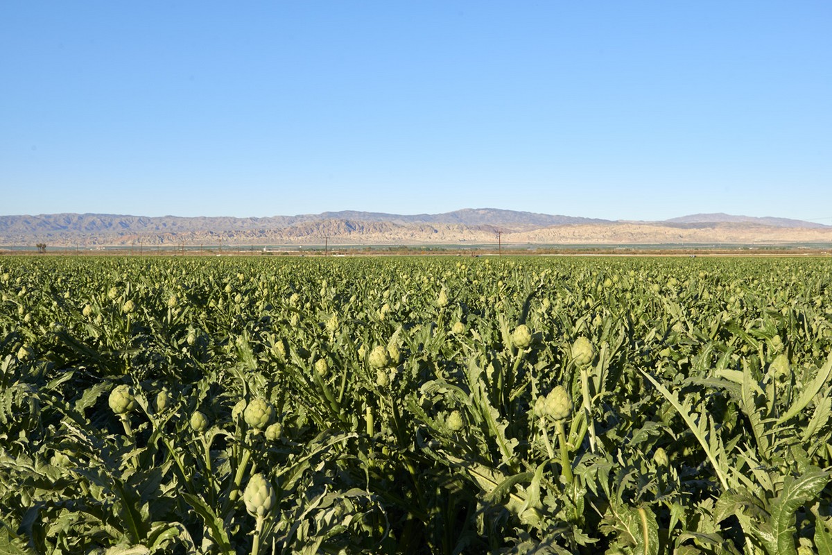 Harvest peaking on winter artichokes - Vimarsana News