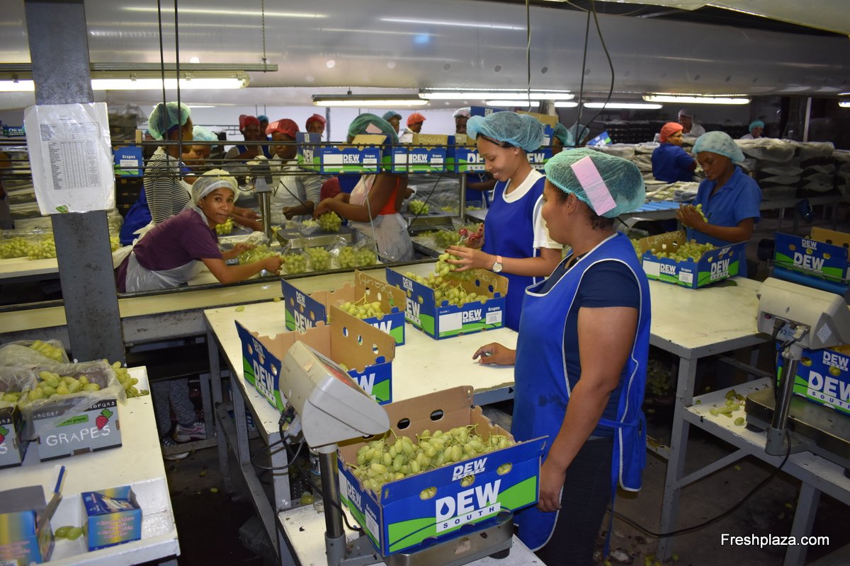 Independent grape grower experiences good start to season - Vimarsana News