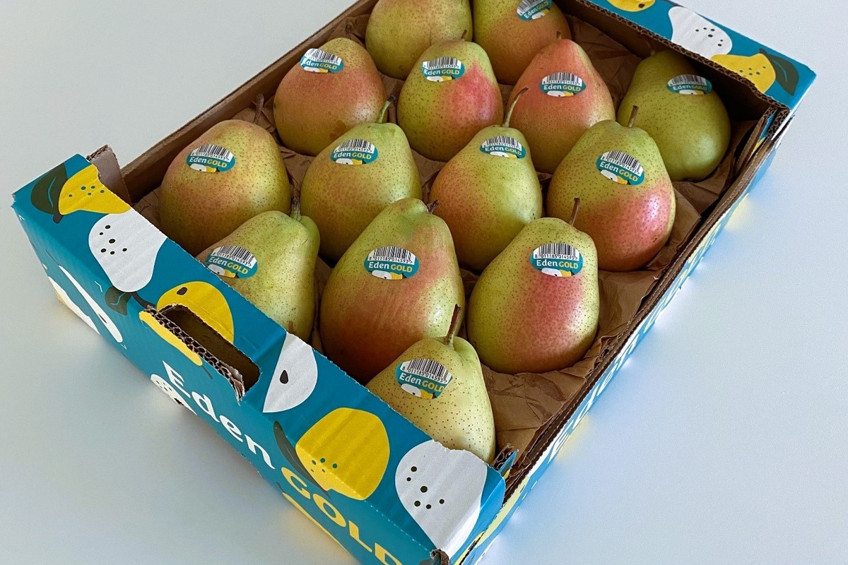 "New Eden Gold pears harvested during August in Israel, France, Italy and Greece to be tasted in Berlin" - Vimarsana News