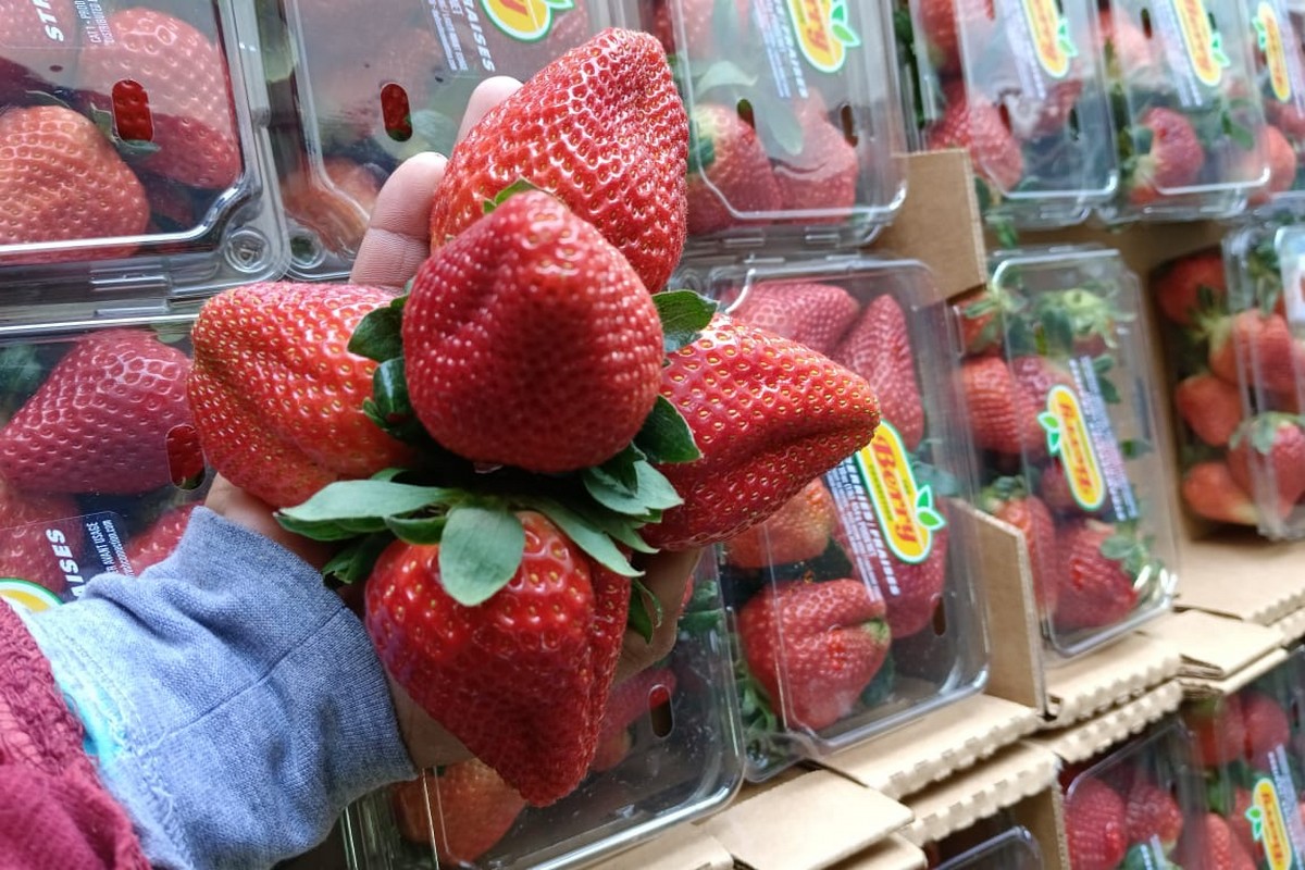 Warmer temperatures in USA/Canada and Valentine's demand should boost movement on ample strawberry supply - Vimarsana News