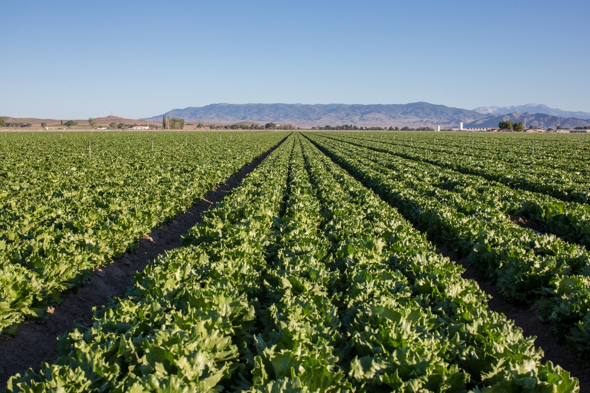 Lettuce demand likely to increase as milder temperatures come on - Vimarsana News