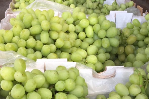 "Amazing US market demand, very good prices in Latin America, Europe and Asia for Chilean table grapes" - Vimarsana News