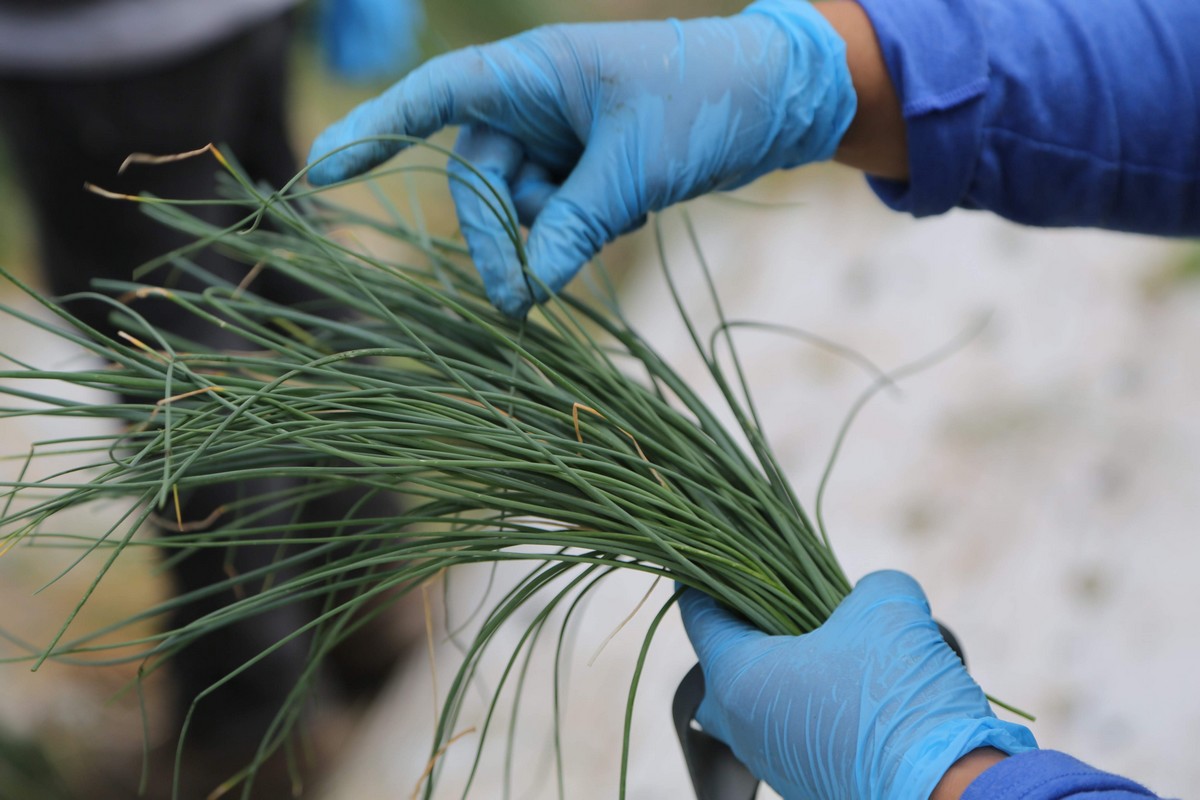 Fresh organic herb supply expected to start picking up in February - Vimarsana News