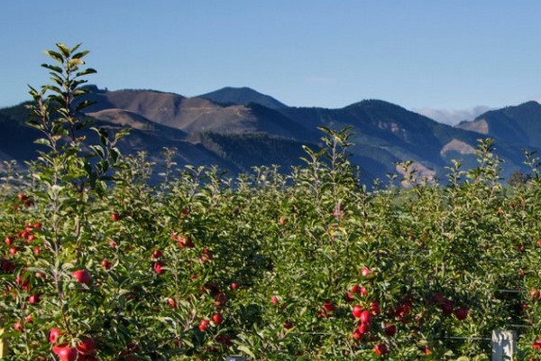 New Zealand forecasts 12% increase for 2024 apple and pear harvest - Vimarsana News