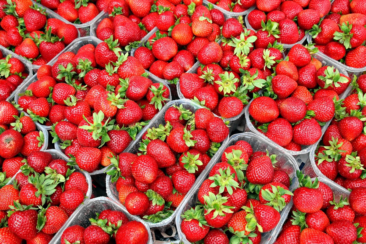 Saudi Arabia's recent ban on strawberry imports not exclusive to Egypt - Vimarsana News