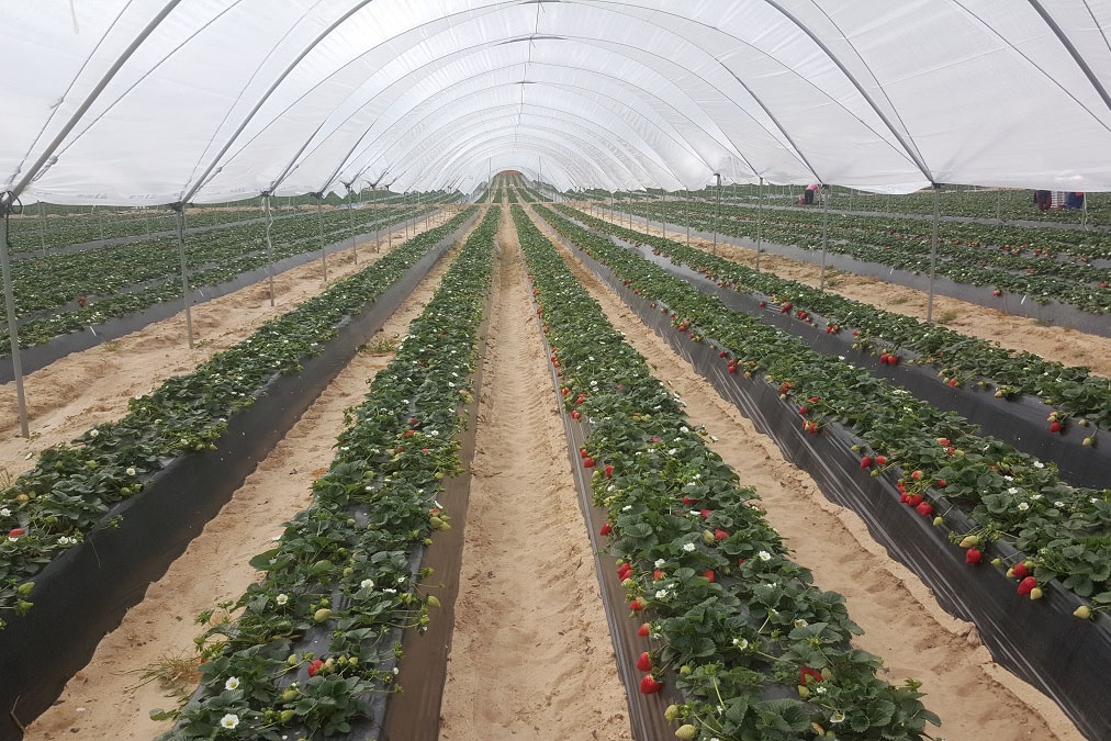 "Despite ever-growing challenges, Spanish strawberries retain their market position" - Vimarsana News