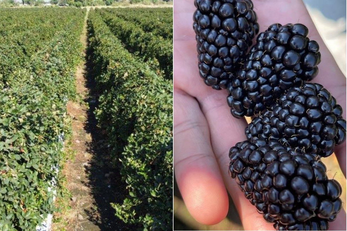 Demand for Mexican blackberries anticipated to strengthen - Vimarsana News