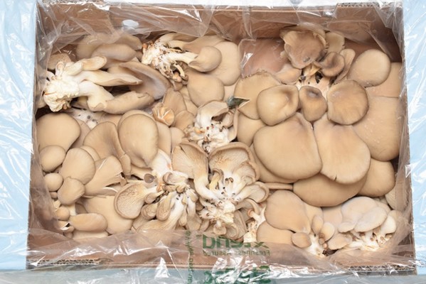 StePacPPC's new sustainable packaging boosts exotic mushroom longevity - Vimarsana News