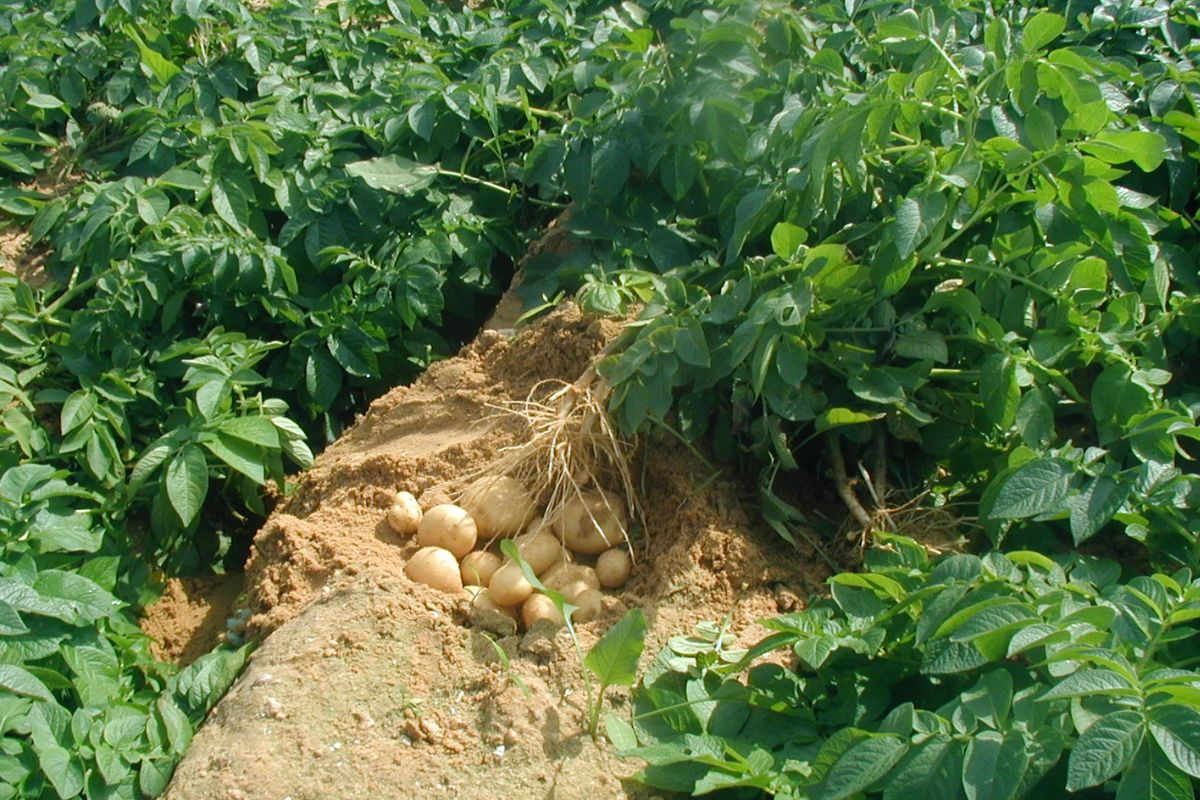 Sustainable potato production system developed in Uzbekistan