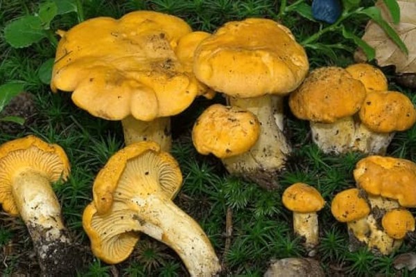 Portuguese study reveals anti-cancer potential of mushrooms - Vimarsana News