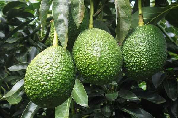 New Zealand avocado industry is looking hard at options to improve fruit quality and crop resilience - Vimarsana News
