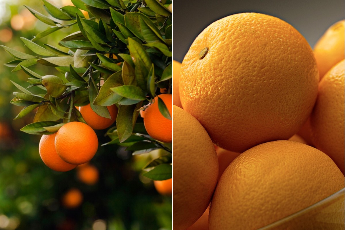 Heat and rain challenging for California citrus harvesting - Vimarsana News