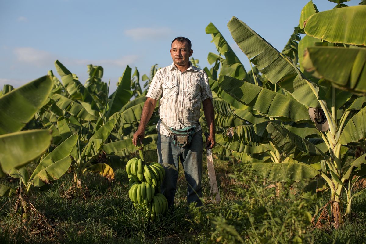 Canadian consumers increasingly purchase Fairtrade bananas - Vimarsana News