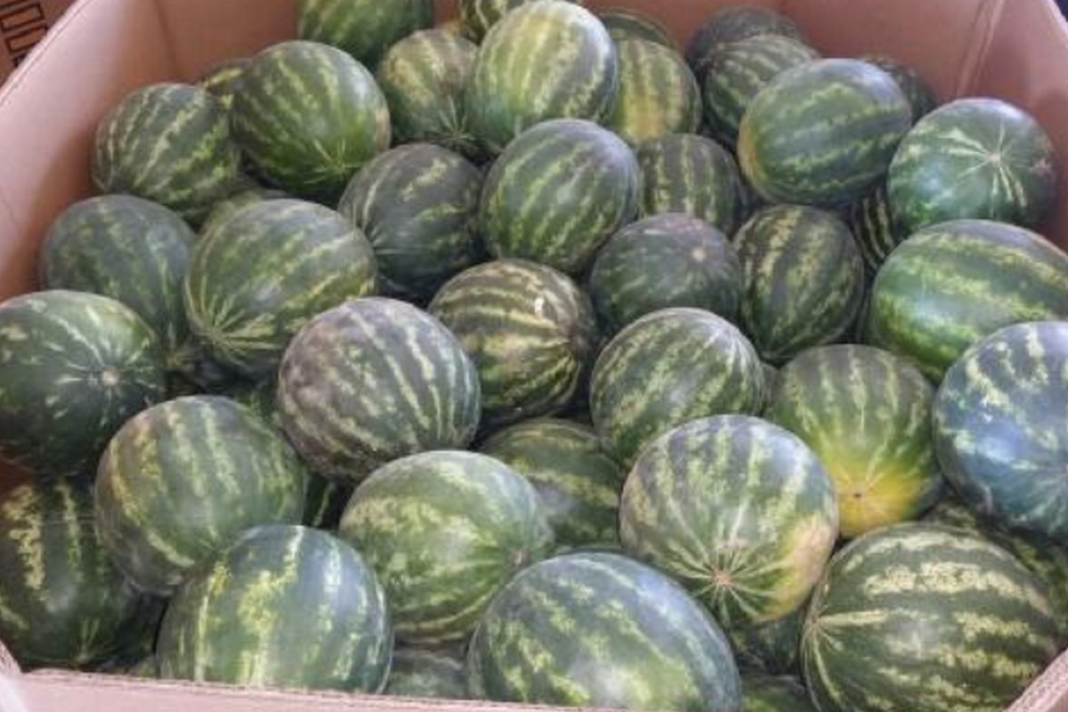 Tighter supply and stronger pricing on watermelons - Vimarsana News