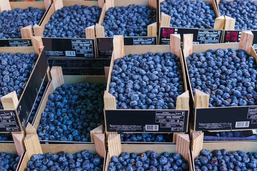 Egyptian blueberry season kicks off with impressive quality - Vimarsana News