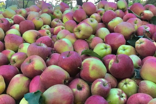 Misleading apple price drop reports clarified by KCCI - Vimarsana News