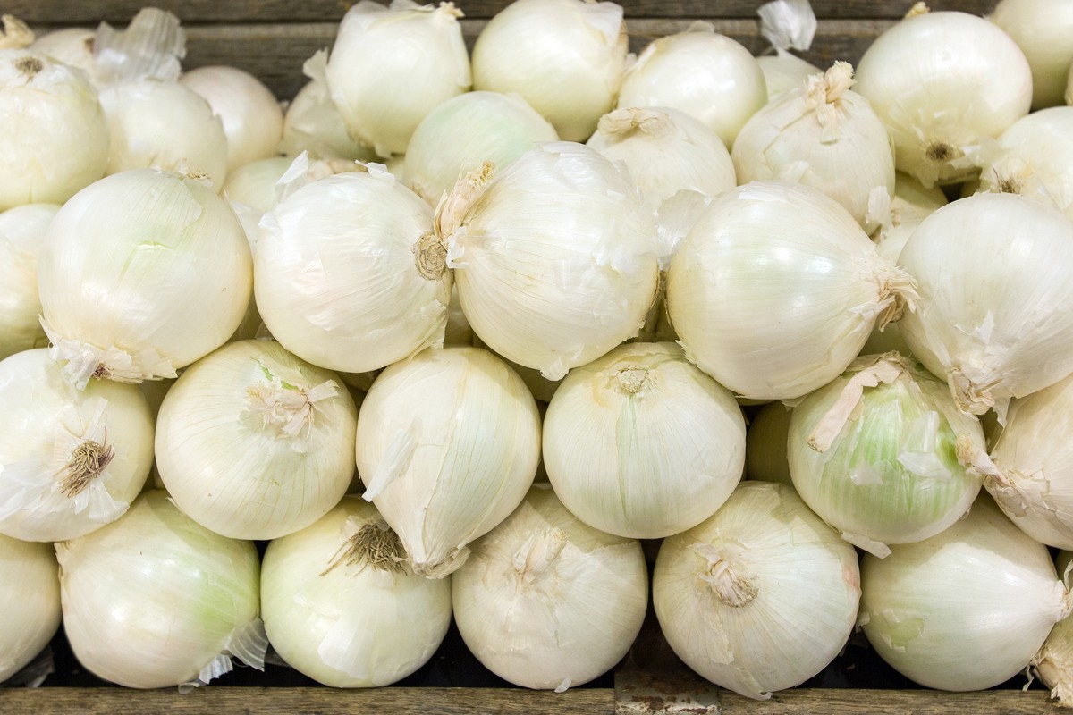 Filipino Department of Agriculture improves onion production through local partnerships - Vimarsana News