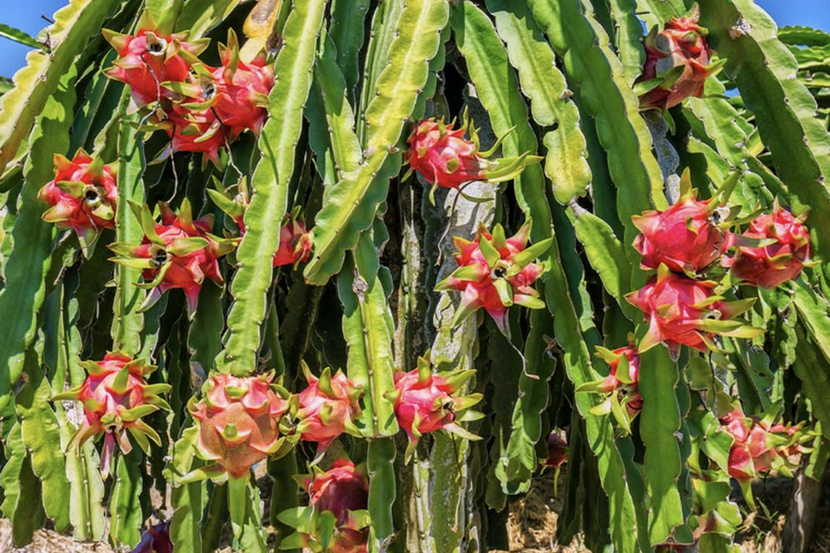 Lunar New Year a "mini season" for Dragonfruit - Vimarsana News