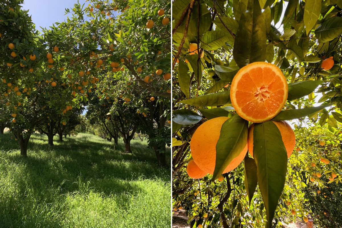 Rains may cause California Navel oranges to grow even bigger in size - Vimarsana News